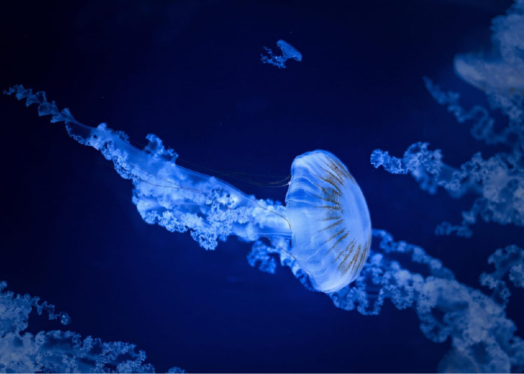 acquario