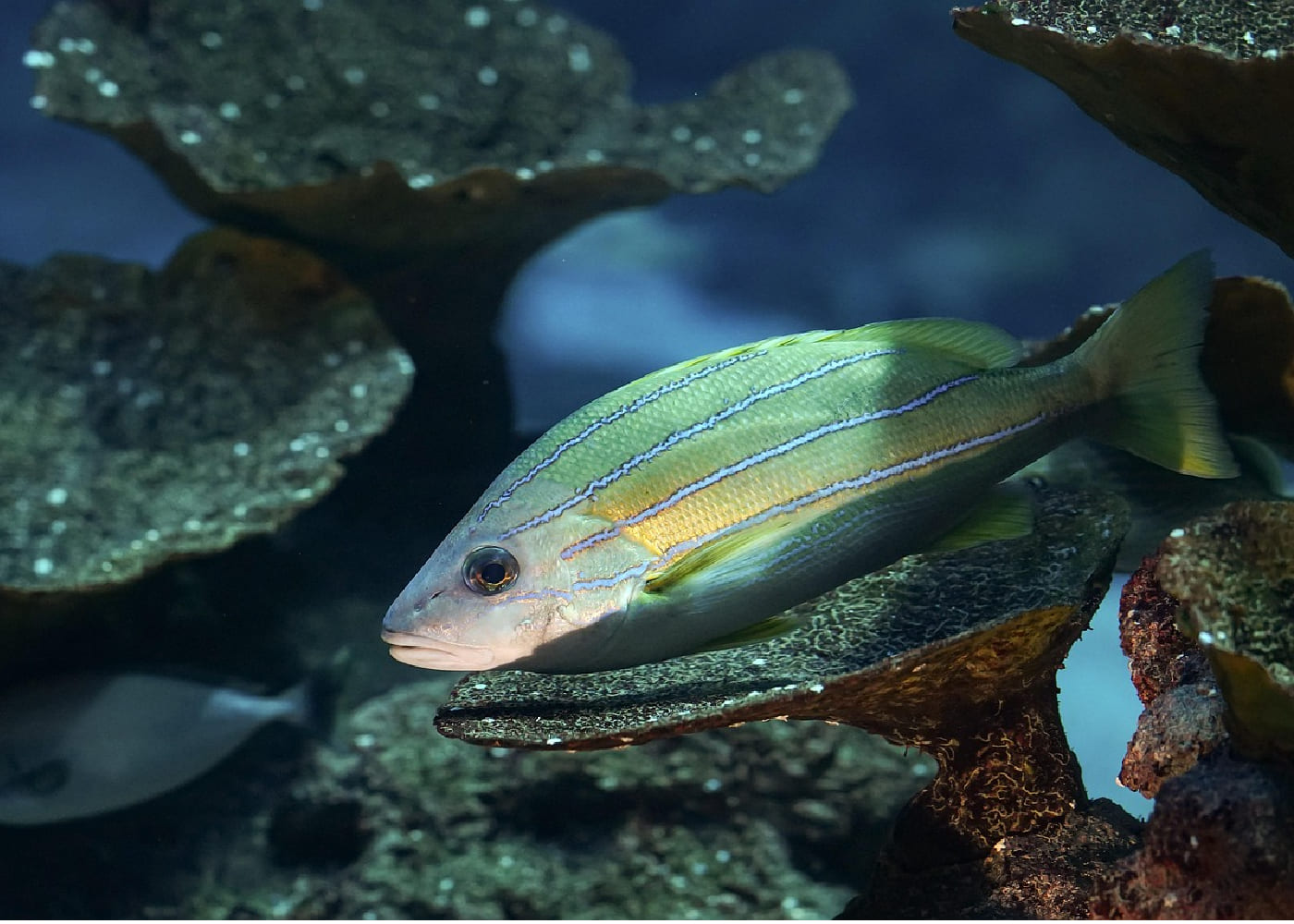 acquario
