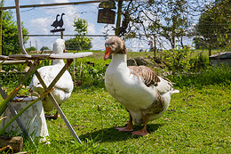 Ker'Ânes'Duic