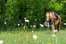 Cowboy Legend Ranch
