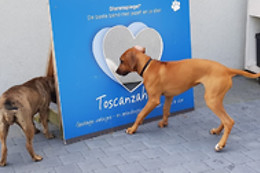 Toscanzahoeve