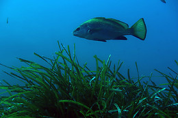 BNR Diving