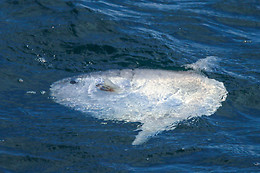 Faune Océan