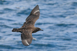 Faune Océan