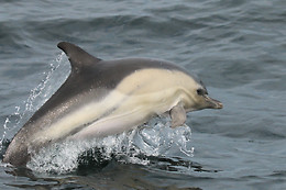 Faune Océan