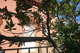 Panacea Naturo
