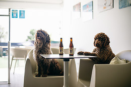 MISTER PET RESORT