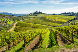 Azienda Agricola VisAmoris