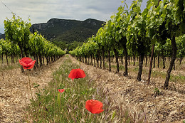Domaine Terre des 2 Sources
