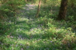 The Little Paradise