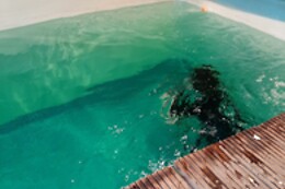 Diving Force