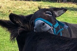ô fil des Herbes, des Roulottes & des ânes