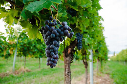 Azienda Agricola Il Pignetto