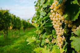 Azienda Agricola Il Pignetto