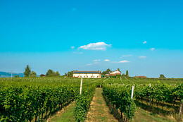 Azienda Agricola Il Pignetto