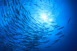 Scorpio Madeira