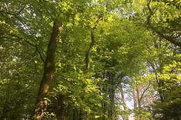 Myriam Guyomard - Bain de forêt