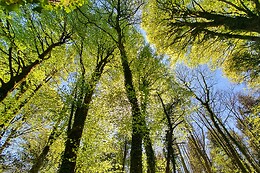 Sylvothérapie Bretagne
