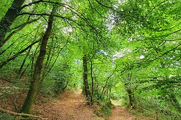 Sylvothérapie Bretagne
