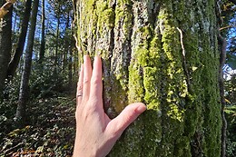 Sylvothérapie Bretagne