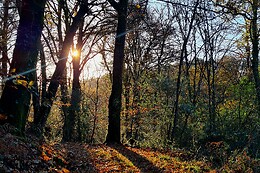Sylvothérapie Bretagne