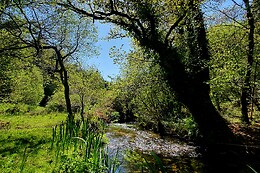 Sylvothérapie Bretagne