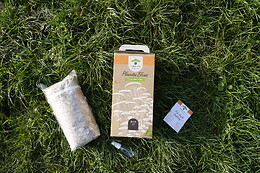PermaFungi