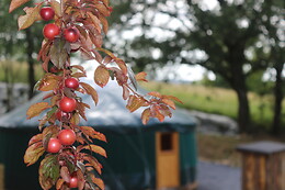 La Yourte Coccinelle