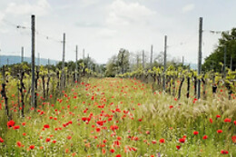 La Disfida Vini Testardi