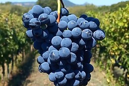 La Disfida Vini Testardi
