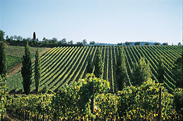 Casa Vinicola Triacca
