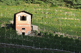Casa Vinicola Triacca