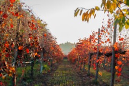 Franchina e Giarone