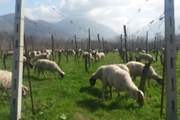 Cantina del Barone