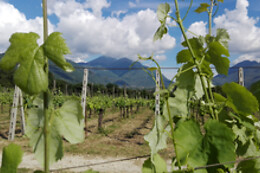 Cantina del Barone