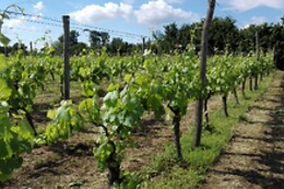Cantina del Barone