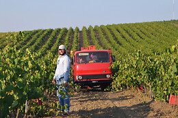 Azienda Agricola Bertolino