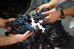 Azienda Agricola Bertolino