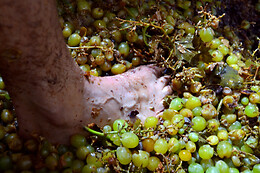 Azienda Agricola Bertolino