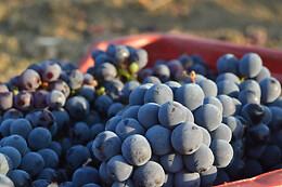Azienda Agricola Bertolino