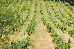 Matrignano Vini