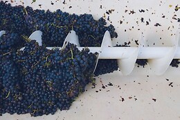 Matrignano Vini