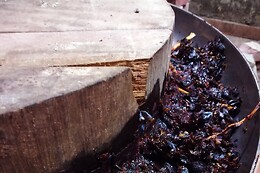 Matrignano Vini