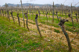 Azienda Agricola Luca Fedele