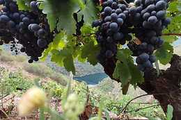 BODEGAS PETRÓN