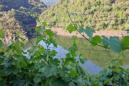 BODEGAS PETRÓN