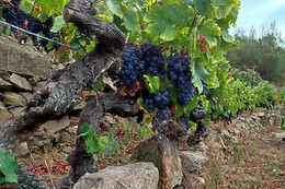 BODEGAS PETRÓN