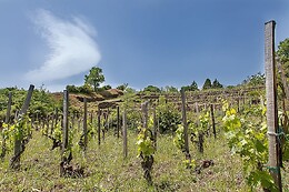 Etnella wines
