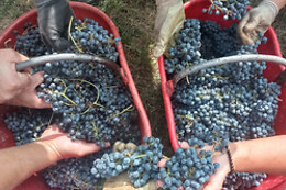 Cascina Perfumo