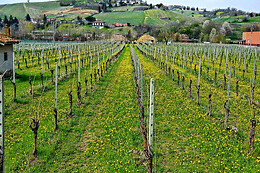 Az. agricola Colle del Bricco